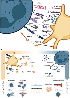 Neutrophil-Platelet Interactions as Novel Treatment Targets in Cardiovascular Disease